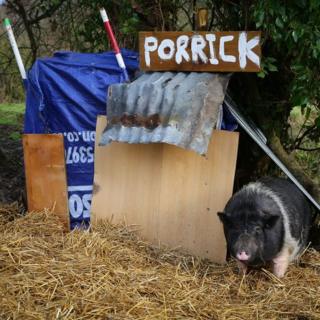 Porrick the pig in Shorncliffe, Kent