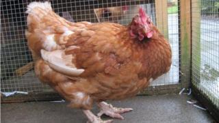 Jill the chicken