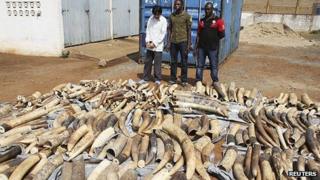 Haul of elephant tusks with three arrested suspects in Lome. 28 Jan 2014
