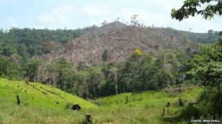 Forests