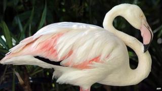 An undated handout picture released by the Adelaide Zoo shows a 83-year old flamingo standing at the Adelaide zoo