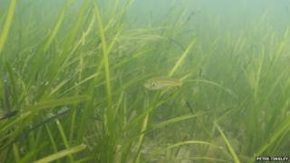 Baby Pollack in seagrass