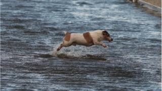 A dog makes his was home through a flooded street in Limerick city