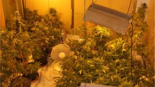 cannabis plants