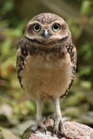 Burrowing owlet