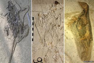 Jehol fossils