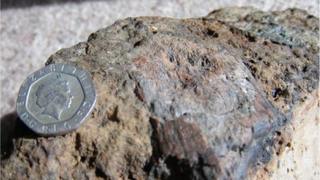 One of the fossils found at Ardingly College