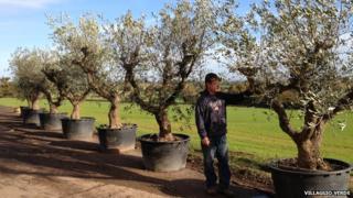 trees and grower
