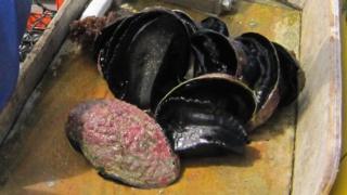 Abalone
