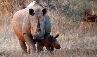 White elephants in South Africa