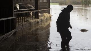 A farm worker inspects cattle in the flooded yard at Goodings Farm at Fordgate in Somerset on 6 February 2014