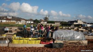 Vetch Field veg project