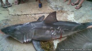 The great white shark killed in Sussex Inlet, Australia