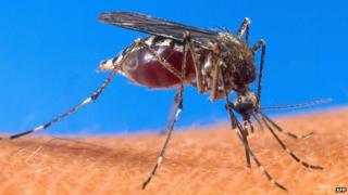 A mosquito is bloated with blood as it inserts its stinger into human flesh in this undated file photo obtained from the US Department of Agriculture