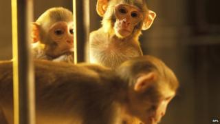 Three monkeys