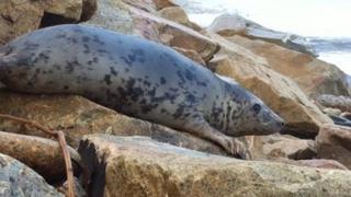 One of the seals, Milky Way