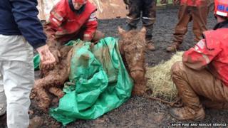 Donkey covered in mud