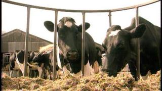 Cattle grazing (generic)