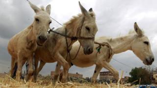 Donkeys