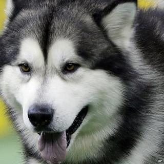 An Alaskan Malamute, like the one taken from the Carmarthenshire house where the baby died
