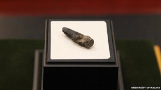The spinosaurid tooth