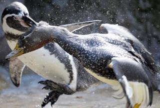 A penguin is attacking a duck