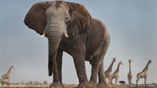 An elephant in Etosha National Park, Namibia