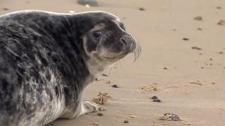 Seal pup released at Winterton-on-Sea, Norfolk