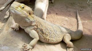 Bearded Dragon