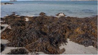Seaweed on the Jersey coast