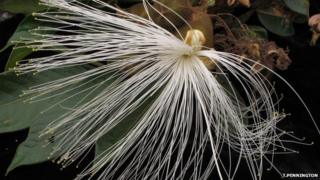Flower of a species in the Inga genera (Image: Toby Pennington)