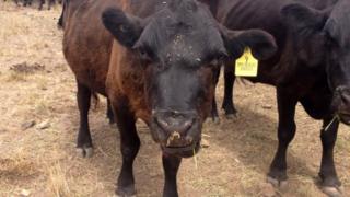 cattle in Australia