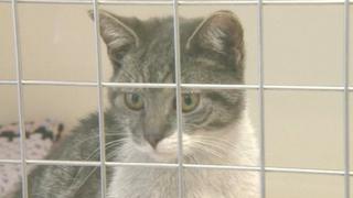 Diesel the cat