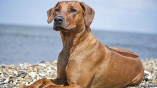 Rhodesian ridgeback