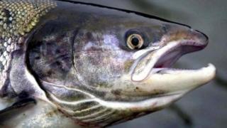 Salmon (generic)