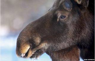 Moose