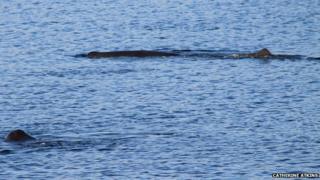 Two sperm whales off Skye