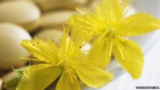st johns wort