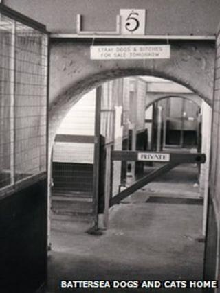 Kennel