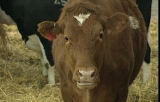 Cow
