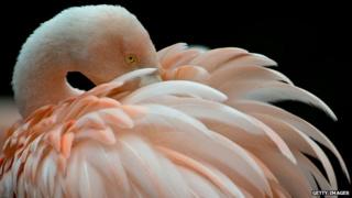 Flamingo at Frankfurt zoo
