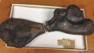 Two parts of fossilised bone
