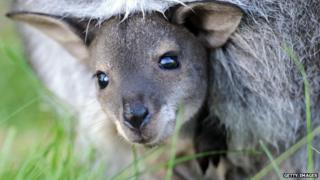 A baby kangaroo in Hanover Zoo