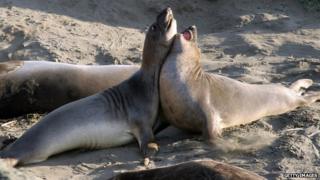 Elephant seals
