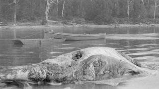 Rheumatism sufferer inside the carcass of a whale in Eden