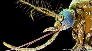 Aedes egypti
