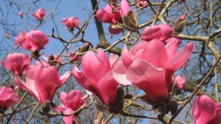 Magnolia