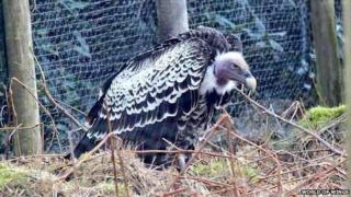 Gandalf the vulture
