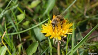 Beekeepers
