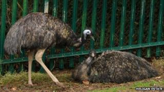 The emus have returned to Heligan 100 years on